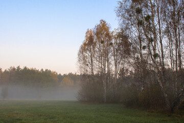 Obraz na płótnie Canvas Blue morning sky, mist rising above a green meadow and autumnal birch trees in the shadow waiting for the first rays of the sun to illuminate their foliage. Kampinos National Park, Warsaw, Poland.
