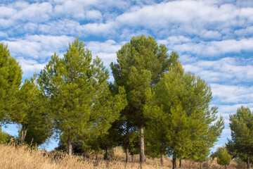 Fototapeta premium Pino mediterraneo en otoño
