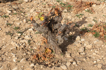 Cepas podadas tras la vendimia en otoño