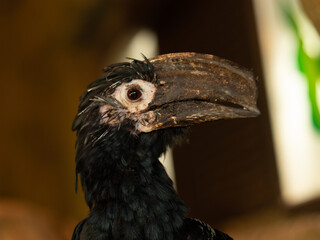 Hornbill in African tropical rainforest