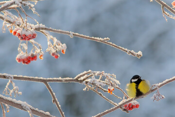 Great tit. Bird in winter. Parus major.