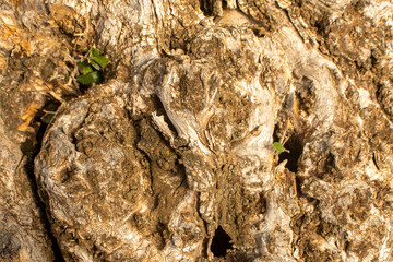Textura de tronco de olivo viejo