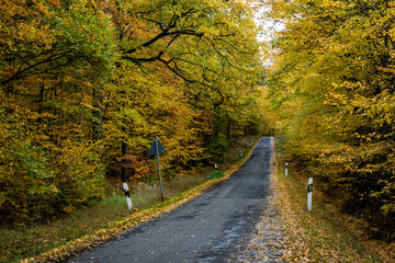 Fototapeta premium autumn road in the forest