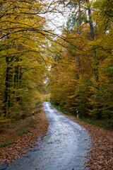 autumn road in the forest