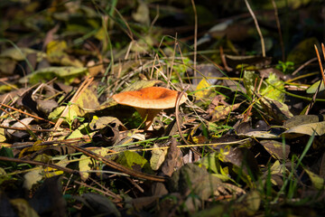 Wild mushrooms growing in the autumn forest 
