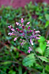 Fototapeta premium purple wildflower plants growing in clusters diagonal view 