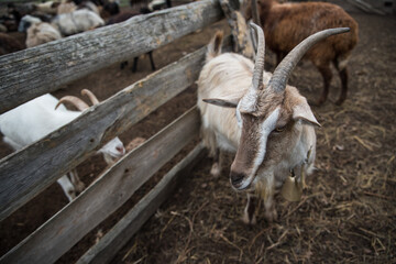 goats and sheep are on the farm outside in the paddock