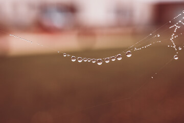  little soft water drops on a spider web on an autumn day close-up outdoors