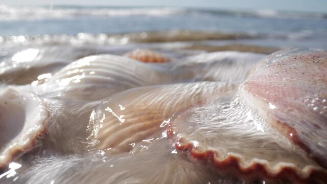 Close up footage of sea shell on beach
