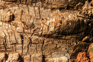 Palm tree bark texture for background