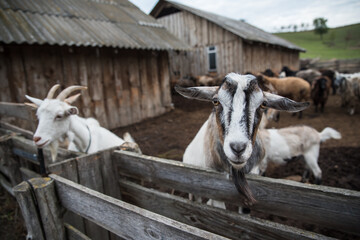 goats and sheep are on the farm outside in the paddock
