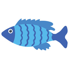 
A specie of lake malawi cichlids in sharp blue color lives in rocky substrates, electric blue hap or blue ahli fish 
