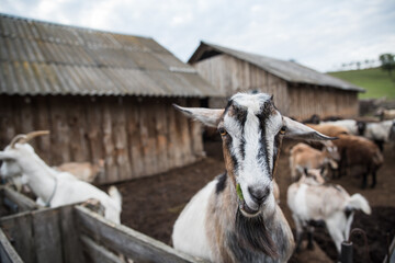 goats and sheep are on the farm outside in the paddock
