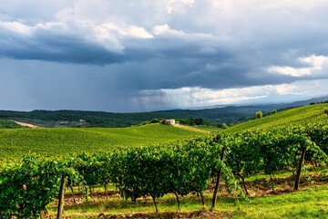Fototapeta na wymiar Tuscany Vineyard Field with Cloudy Sky