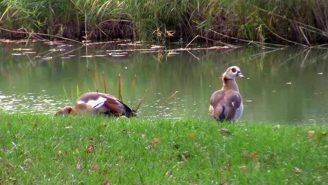 Side view of two egyptian goose in the grass, also called Alopochen aegyptiaca or Nilgans
