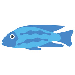 Obraz premium A specie of lake malawi cichlids in sharp blue color lives in rocky substrates, electric blue hap or blue ahli fish 