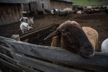 goats and sheep are on the farm outside in the paddock