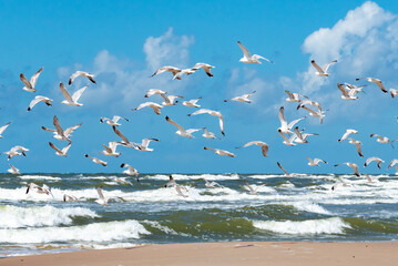 Beautiful black-headed seagulls birds flying together on the rough sea with waves 