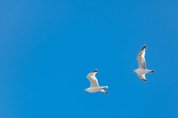 Couple of beautiful black-headed seagulls in flight with spread wings on the blue sky background