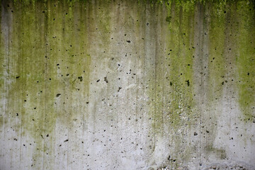 High quality street wall with a moss texture. (300dpi, 6000x4000)