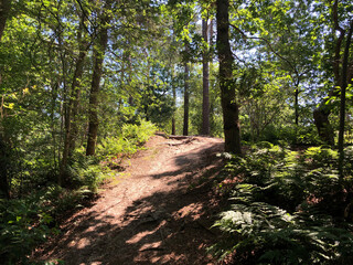 Trail through the forest around Beerze