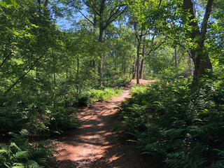 Trail through the forest around Beerze