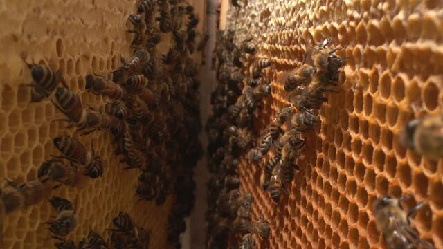 Inside a beehive. A honeycomb close up, a honey bee colony. Organic beekeeping