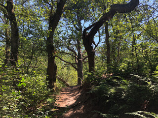 Fototapete bei efototapeten.de bestellen   