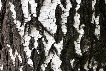 birch tree trunk close-up with cracked bark on a bright sunny day
