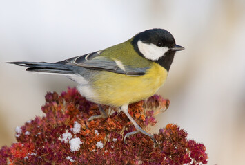 Great tit. Bird. Parus major.