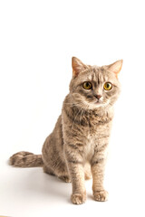 Fototapeta na wymiar Pretty sitting silver tabby british shorthair cat isolated on a white background