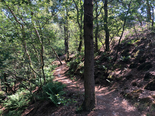 Trail through the forest around Beerze