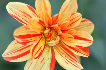 Fototapeta premium Espoir floral