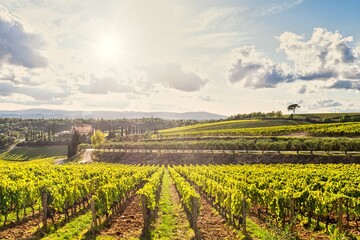Fototapeta na wymiar Tuscany Vineyard Rows and Summer Landscape