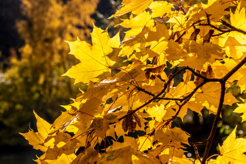 maple trees in autumnin Styria, Austria