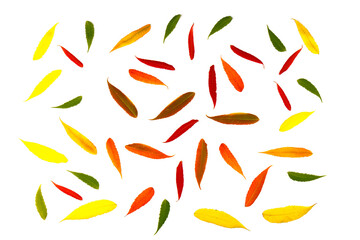 Obraz premium Red and yellow leaves of smoouth sumac isolated on white background. Autmn concept. Space for text