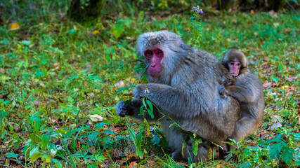 上高地　野生のニホンザル　親子