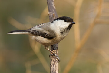 Willow tit. Bird. Poecile montanus