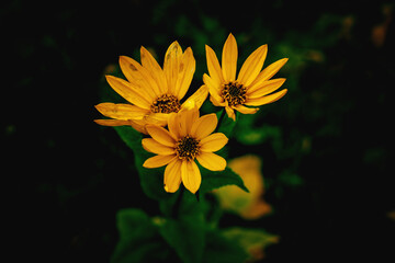  yellow flower on a green background in autumn meadow in close-up