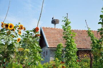 A stork in the nest on the roof of a village house, surrounded by a garden. © Uilia