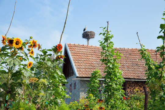 A stork in the nest on the roof of a village house, surrounded by a garden.