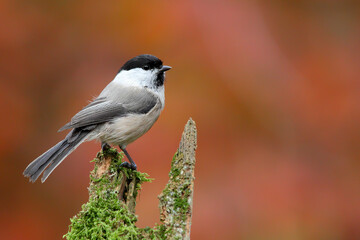 Willow tit. Bird. Poecile montanus
