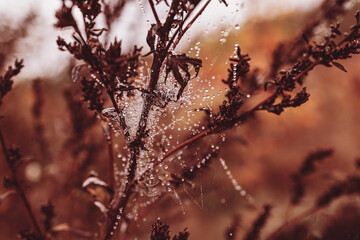  little soft water drops on a spider web on an autumn day close-up outdoors
