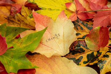 Change Chance Stempel auf bunten Blättern im Herbst 