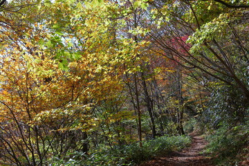 天狗高原　セラピーロード　紅葉　（四国カルスト）