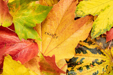 Change Chance Stempel auf bunten Blättern im Herbst 