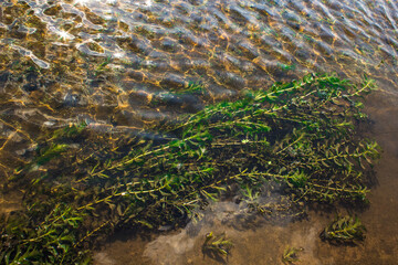 Beautiful algae in the water. Shortbread bottom, water ripples.