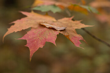 red maple leaf