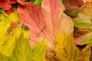 Change Chance Stempel auf bunten Blättern im Herbst 