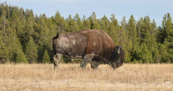 Wildlife bison buffalo walking meadow forest Yellowstone 4. Wildlife and animal refuge for great herds of American Bison Buffalo and Rocky Mountain Elk. Ecosystem environment, Biology, geography